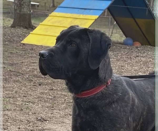 Medium Photo #5 Great Dane-Labrador Retriever Mix Puppy For Sale in Sheboygan, WI, USA