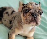 Small French Bulldog