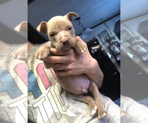 American Pit Bull Terrier Puppy for sale in OLIVE HILL, KY, USA