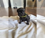 Small Photo #2 French Bulldog Puppy For Sale in EDMOND, OK, USA