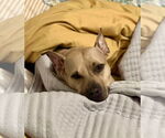 Small American Pit Bull Terrier Mix
