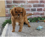 Small #2 Cavalier King Charles Spaniel