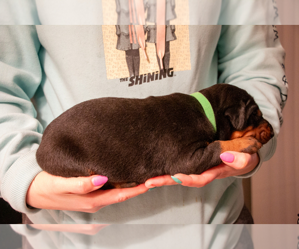 Medium Photo #11 Doberman Pinscher Puppy For Sale in PALMDALE, CA, USA
