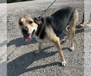Winston - Male German Shepherd Dog-Unknown Mix Dog for Adoption - Photo #4