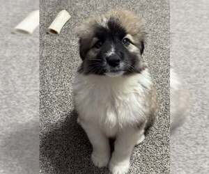 Medium Australian Shepherd-Great Pyrenees Mix