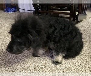 Poodle (Miniature)-Poodle (Toy) Mix Puppy for sale in BAY CITY, MI, USA