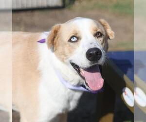 Great Pyrenees-Huskies  Mix Dogs for adoption in San Antonio, TX, USA