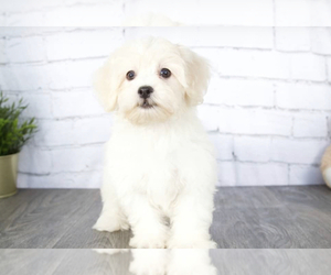 ShihPoo Puppy for sale in RED LION, PA, USA
