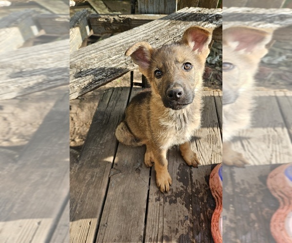 Medium Photo #4 German Shepherd Dog Puppy For Sale in KELLER, TX, USA