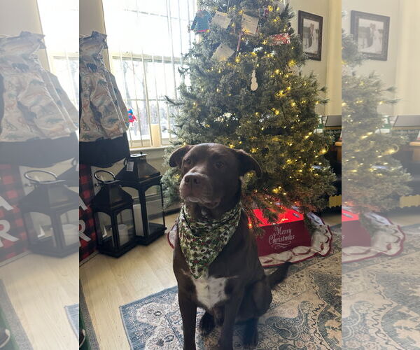 Medium Photo #3 Labrador Retriever-Unknown Mix Puppy For Sale in Woodbury, NY, USA