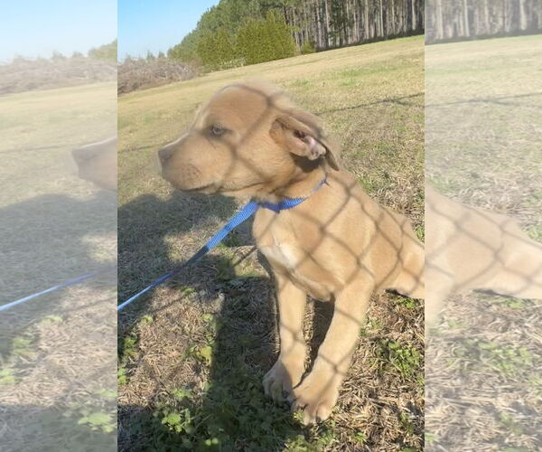 Medium Photo #3 Boxer-Unknown Mix Puppy For Sale in Tarrytown, GA, USA