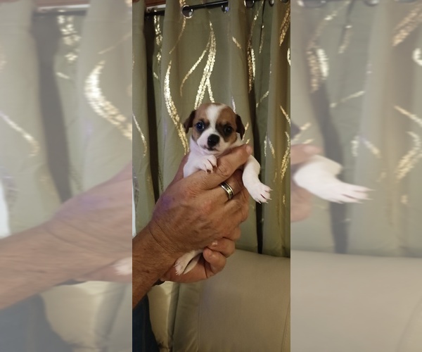 Medium Photo #1 Chihuahua Puppy For Sale in MURPHY, NC, USA