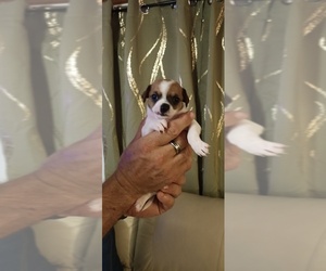 Chihuahua Puppy for sale in MURPHY, NC, USA
