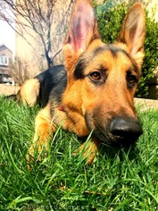 German Shepherd Dog Puppy for sale in GRAIN VALLEY, MO, USA