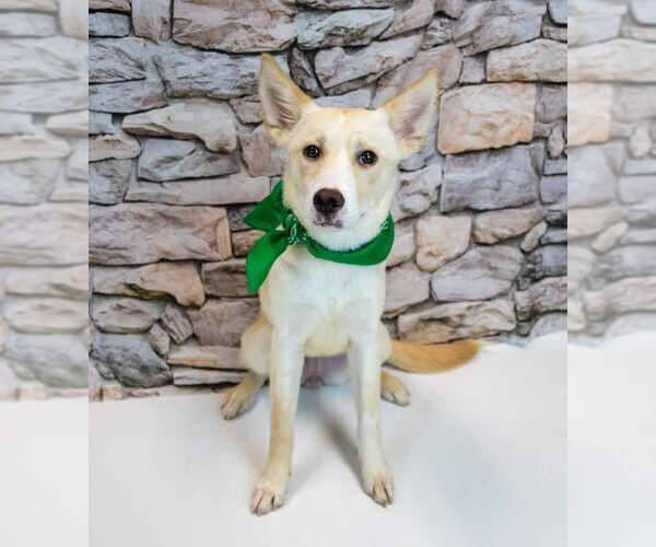 Medium Photo #5 Mutt Puppy For Sale in Kennesaw, GA, USA