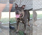 Small American Pit Bull Terrier Mix