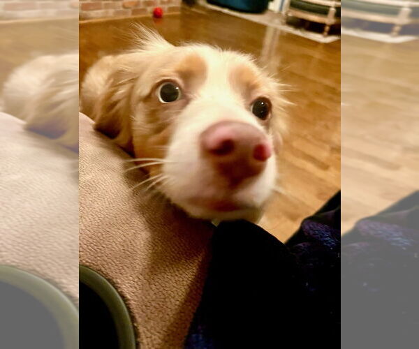 Medium Photo #3 Australian Shepherd Puppy For Sale in Lockport, NY, USA