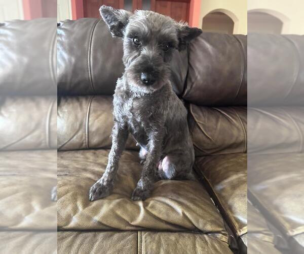 Medium Photo #1 Schnauzer (Miniature) Puppy For Sale in LEHIGH ACRES, FL, USA