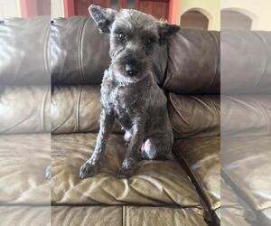 Mother of the Schnauzer (Miniature) puppies born on 09/28/2025