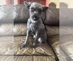 Small Photo #1 Schnauzer (Miniature) Puppy For Sale in LEHIGH ACRES, FL, USA