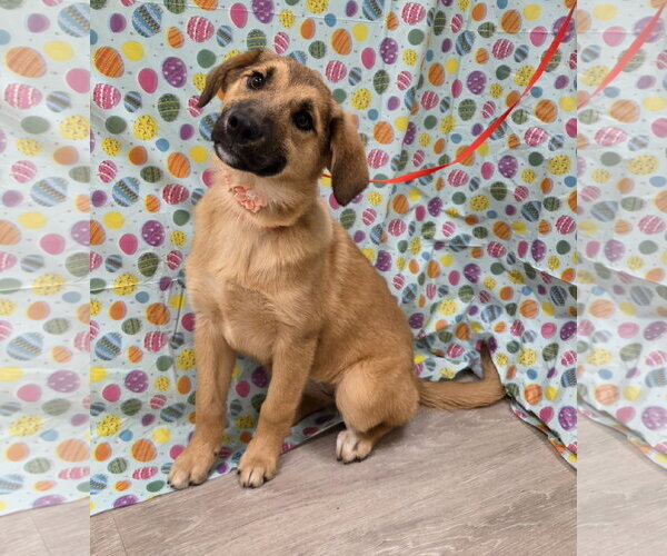 Medium Photo #1 Australian Retriever Puppy For Sale in Attalka, AL, USA