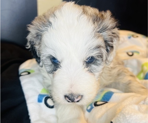 Medium Photo #20 Sheepadoodle Puppy For Sale in HUNTINGTON BEACH, CA, USA