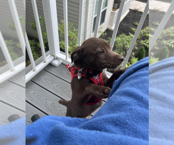 Medium Photo #3 Labrador Retriever-Unknown Mix Puppy For Sale in Rockville, MD, USA