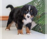 Small Photo #3 Bernese Mountain Dog Puppy For Sale in FREDERICKSBG, OH, USA