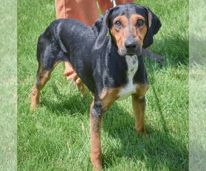 Trotter - Male Black and Tan Coonhound-Unknown Mix Dog for Adoption - Photo #3