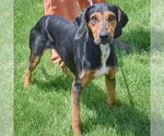 Small Photo #3 Black and Tan Coonhound-Unknown Mix Puppy For Sale in Huntley, IL, USA