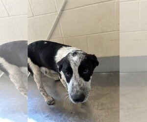 Mutt Dogs for adoption in Beatrice, NE, USA
