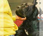 Small Photo #27 Boerboel Puppy For Sale in LAS CRUCES, NM, USA