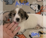 Small #17 Chizer
