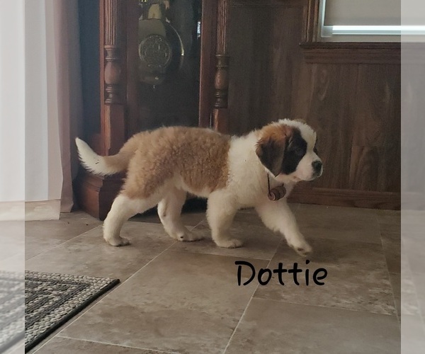 Medium Photo #2 Saint Bernard Puppy For Sale in COLBY, WI, USA
