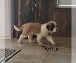 Small Photo #2 Saint Bernard Puppy For Sale in COLBY, WI, USA