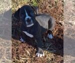 Small Photo #5 Boxer Puppy For Sale in HUMBOLDT, NE, USA