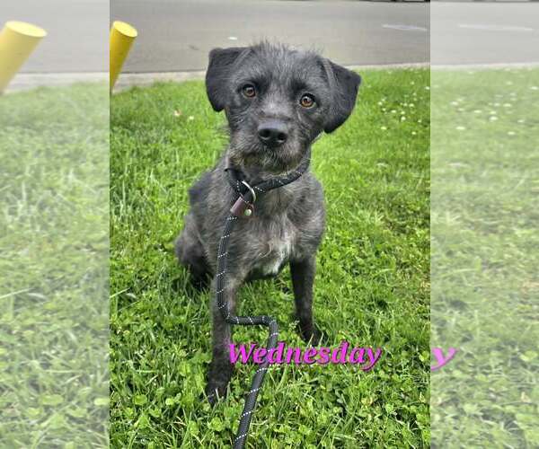 Medium Photo #1 Mutt Puppy For Sale in Modesto, CA, USA