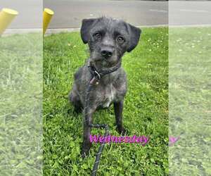 Mutt Dogs for adoption in Modesto, CA, USA