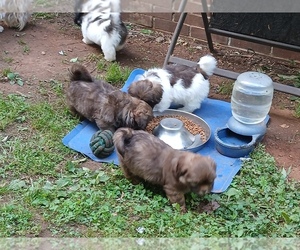 Shih Tzu Puppy for Sale in CORRYTON, Tennessee USA