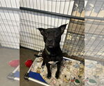 Small #3 Mutt