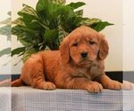 Small Photo #1 Golden Retriever Puppy For Sale in LITITZ, PA, USA