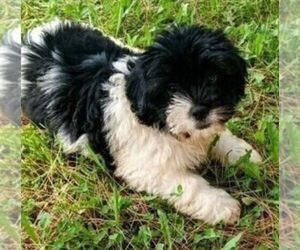 Silky Cocker Puppy for Sale in WOBURN, Massachusetts USA