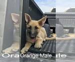 Puppy Bingo German Shepherd Dog