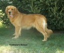 Small Photo #1 Golden Retriever Puppy For Sale in APPLE CREEK, OH, USA