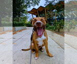 Small #11 Retriever  Mix