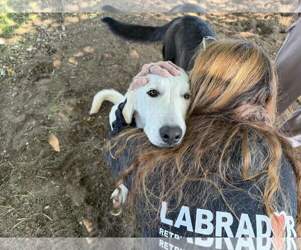 Medium Photo #4 Labrador Retriever-Unknown Mix Puppy For Sale in Clovis, CA, USA