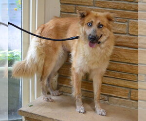 Golden Shepherd Dogs for adoption in Enfield, CT, USA