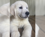 Small Photo #7 English Cream Golden Retriever Puppy For Sale in PORT RICHEY, FL, USA