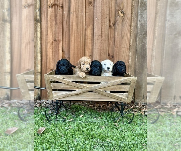 Medium Photo #29 Goldendoodle (Miniature) Puppy For Sale in HALTOM CITY, TX, USA