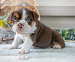 Small #1 Beabull